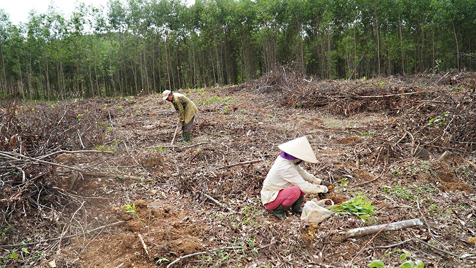 Khẩn trương trồng mới 1.500 ha rừng sản xuất tập trung