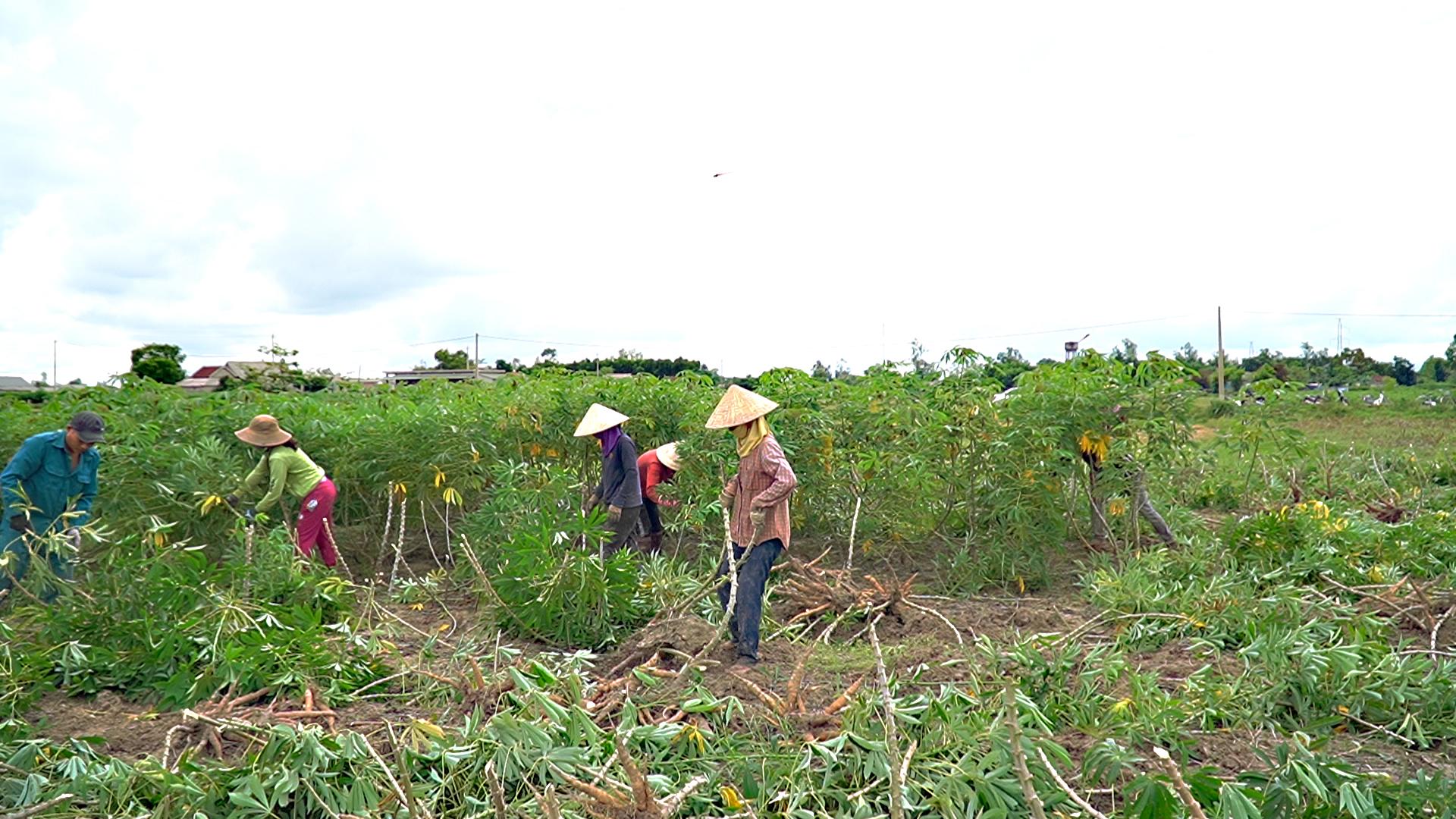 Công ty Cổ phần Chế biến tinh bột sắn An Thái hỗ trợ kinh phí cho nông dân thu hoạch sắn chạy lũ