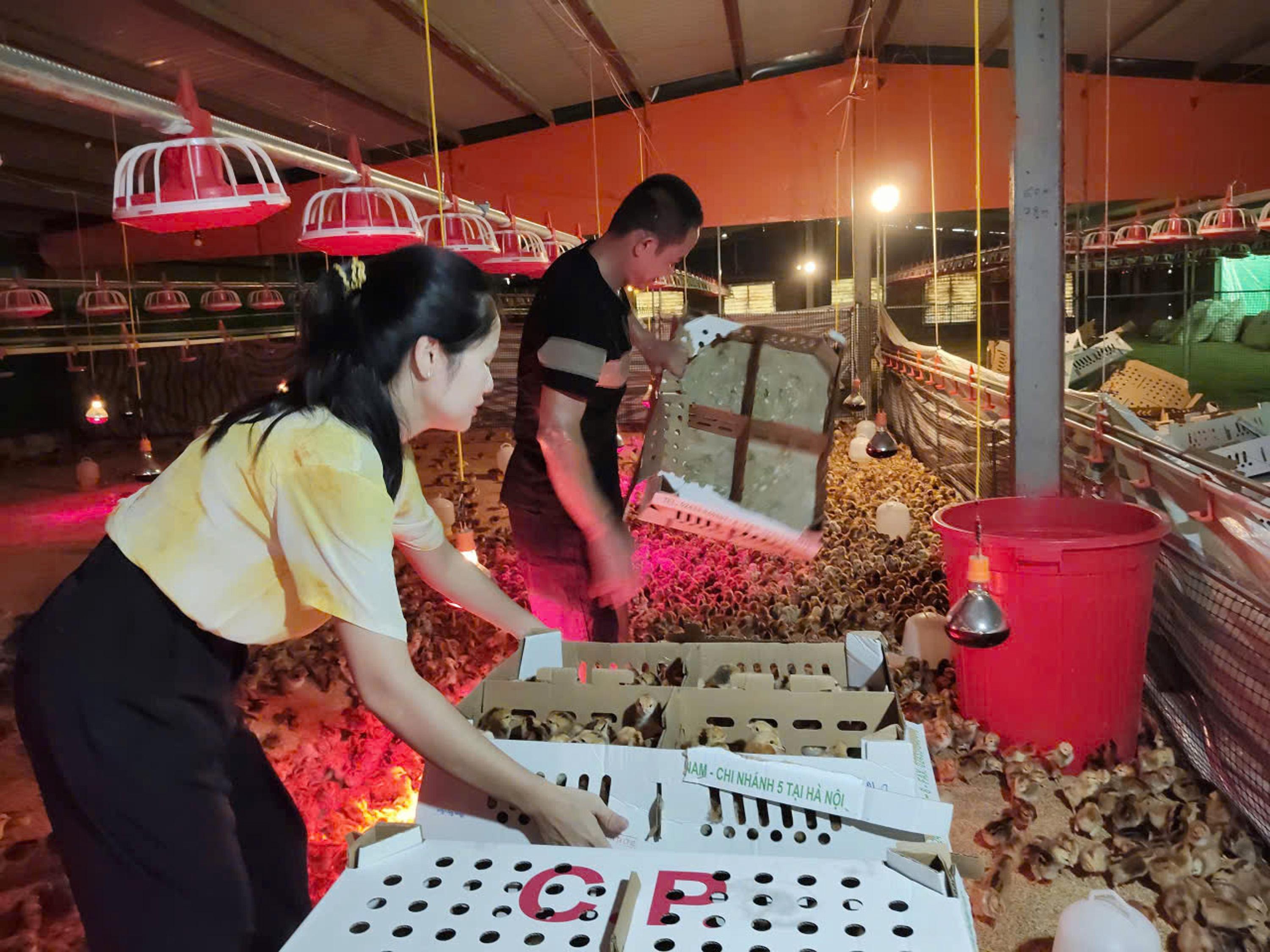Cam Lộ triển khai mô hình chăn nuôi gà thương phẩm ứng dụng công nghệ cao