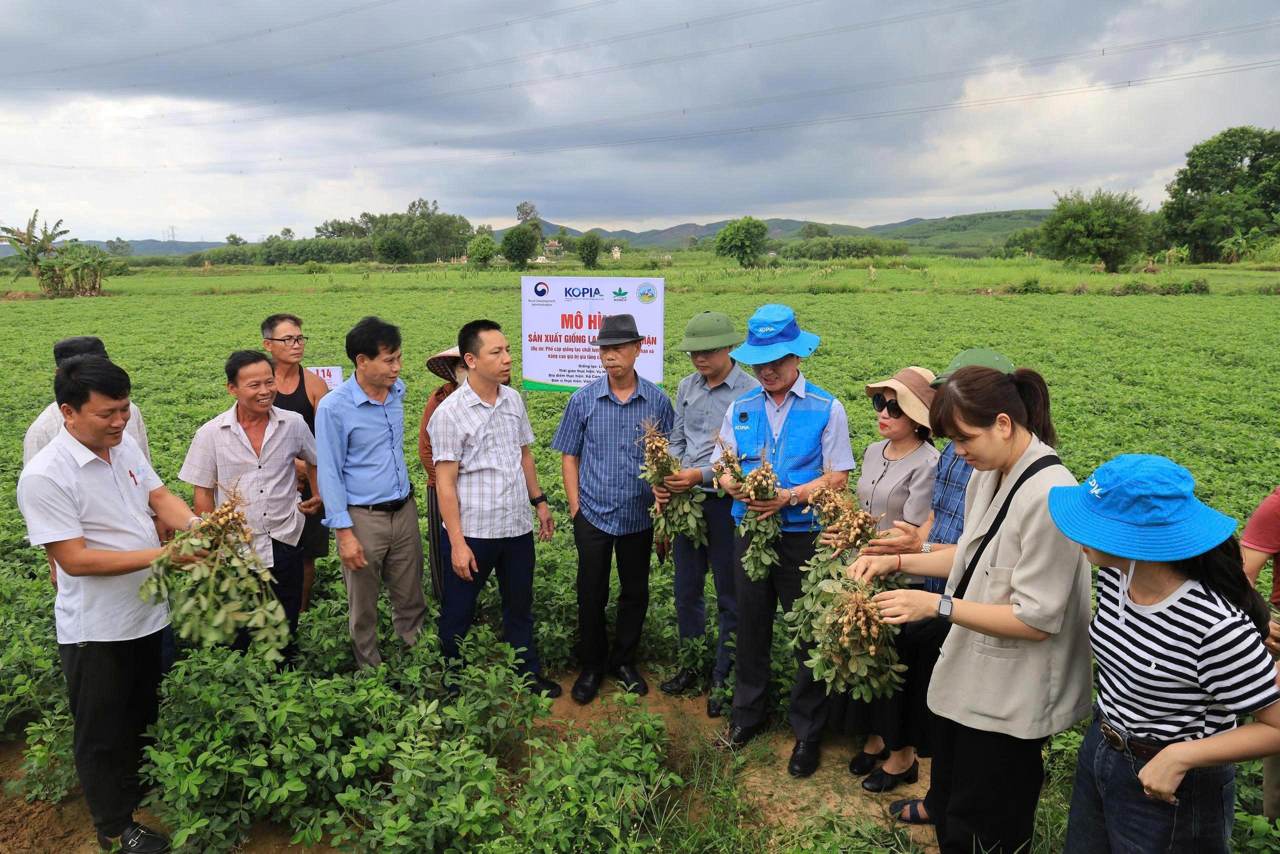 Kiểm tra, đánh giá mô hình lạc giống xác nhận tại Cam Lộ