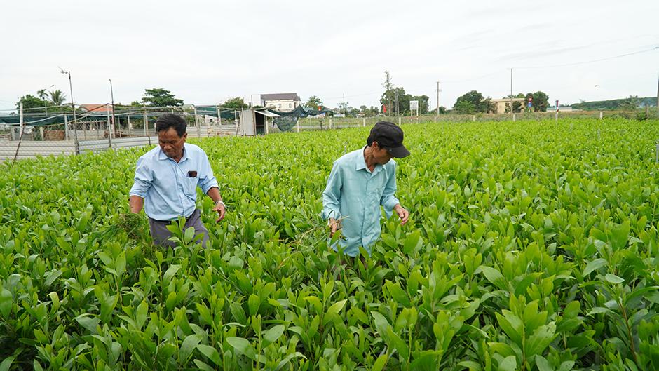 Tổ chức Hợp tác Y tế Hà Lan - Việt Nam (MCNV) hỗ trợ xây dựng vườn ươm giống cây lâm nghiệp cho HTX Thủy Đông