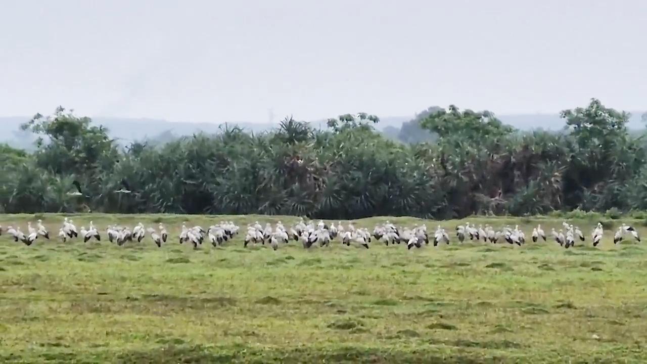 Tăng cường bảo vệ các loài chim di cư