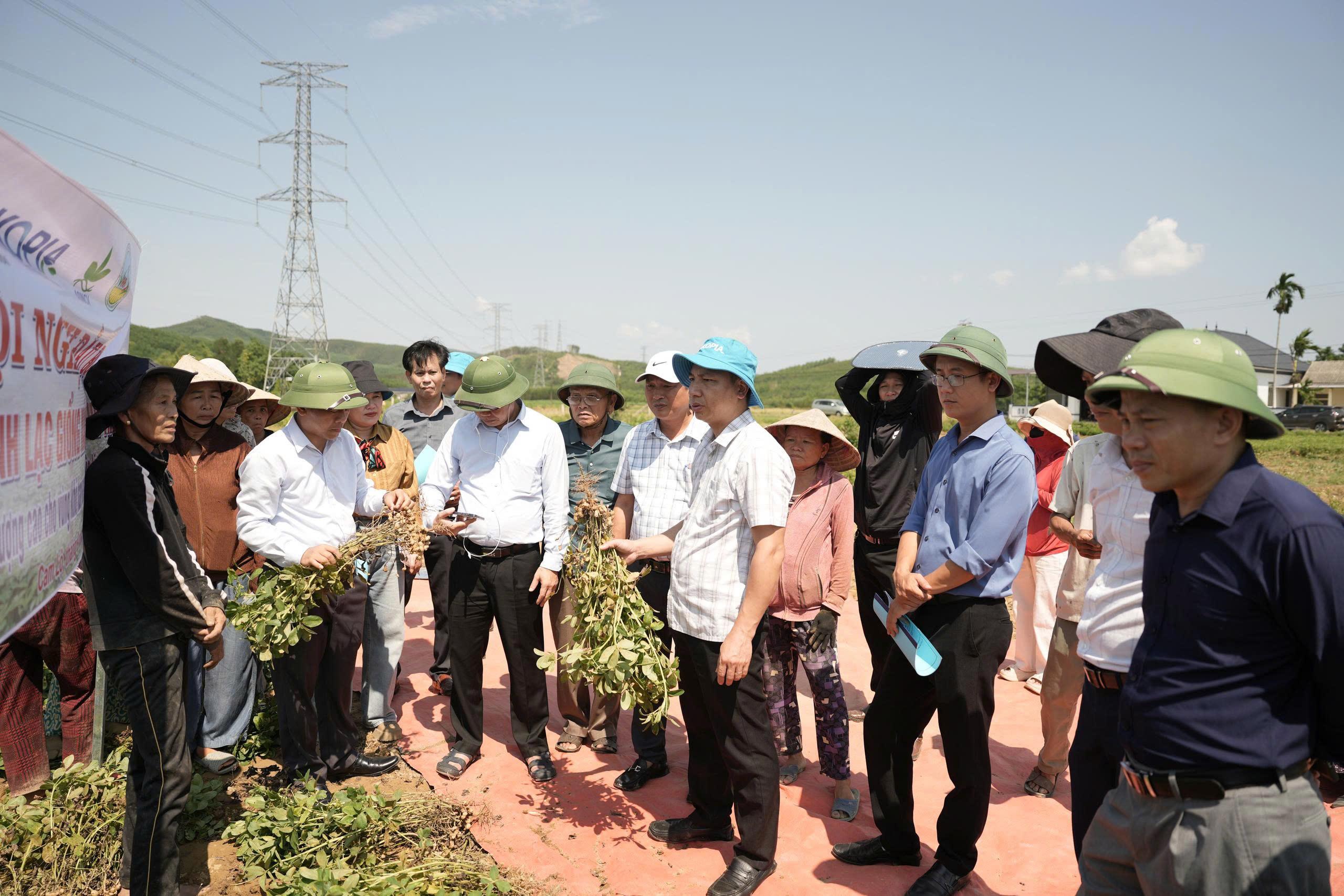 Hội nghị đầu bờ đánh giá mô hình sản xuất lạc giống